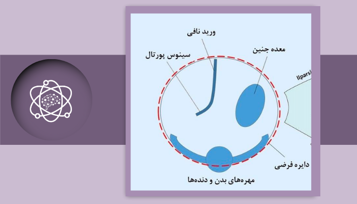 نحوه اندازه‌گیری دور شکم جنین در سونوگرافی